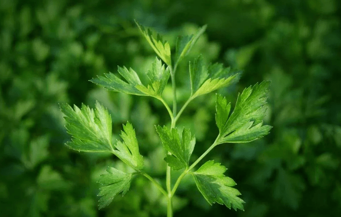 Pătrunjel